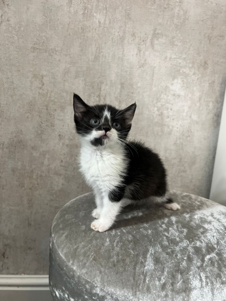 Female kitten looking for forever home