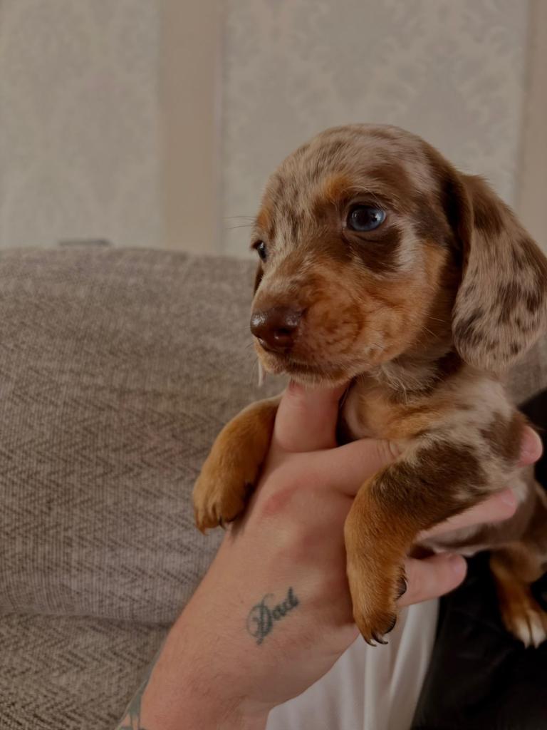 Miniature dachshunds 