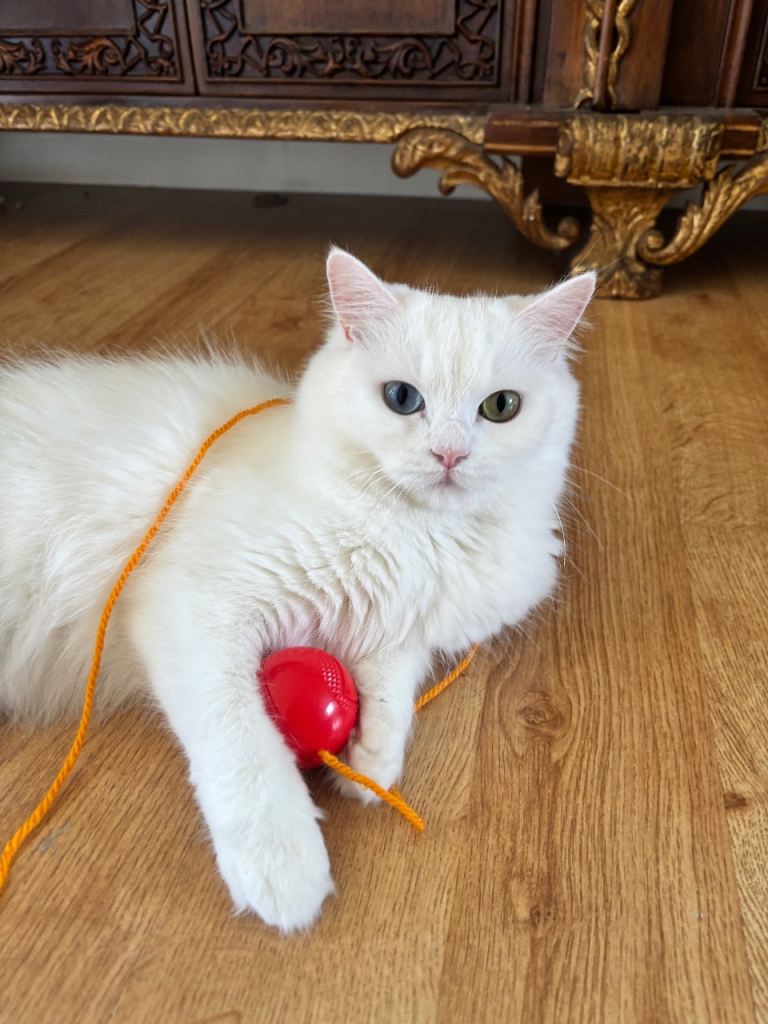 MISSING CAT