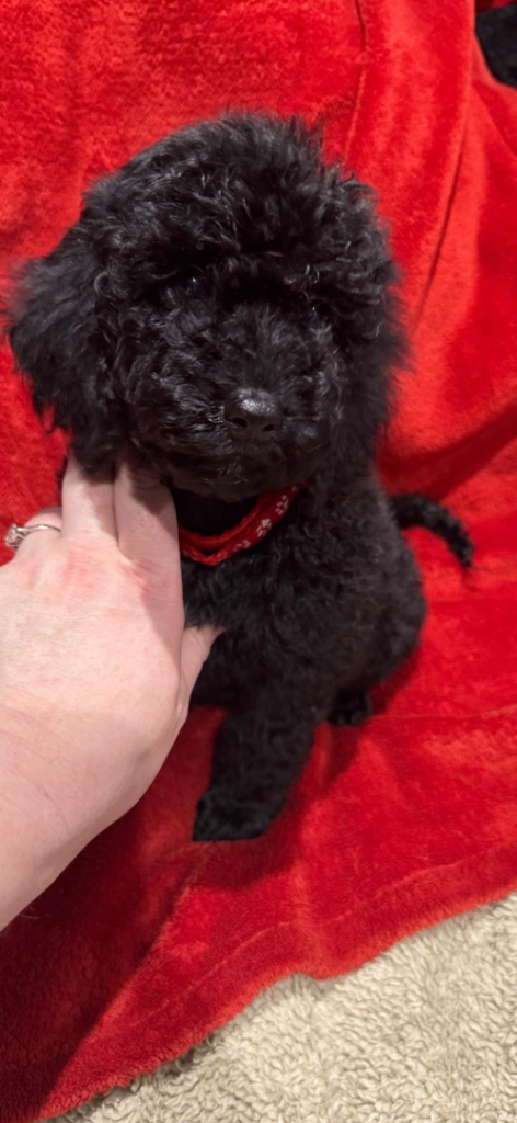 Last pup!!Fully immunized F1b cockapoos ready now!!