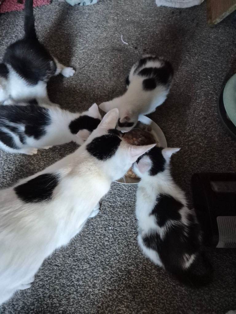 Kittens for sale 