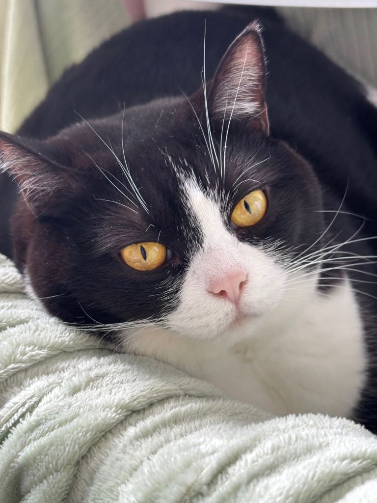 Canela - female cat