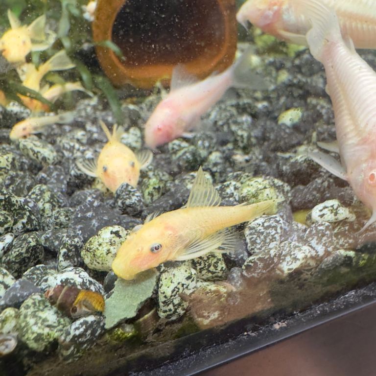 Pleco lemon blue eye 