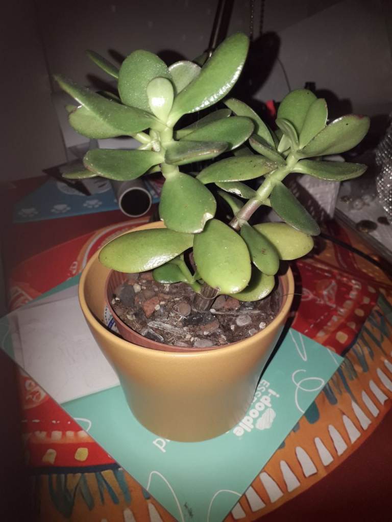 FREE indoor plant &pot!