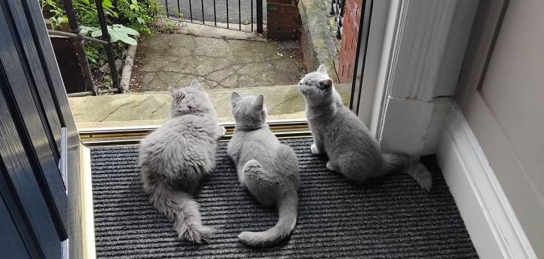 British shorthair blue 