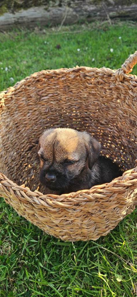 KC REG BORDER TERRIERS