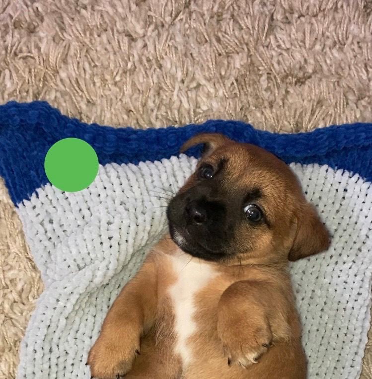 Jack Russell puppies 