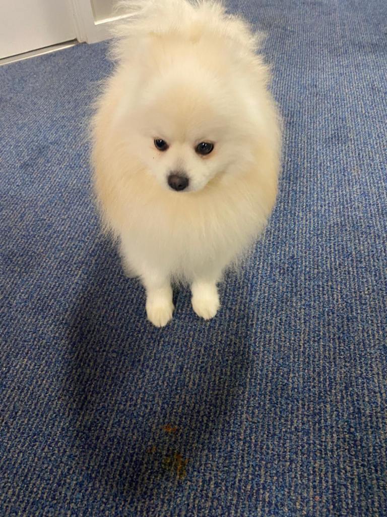 Gorgeous Pomeranian puppies for sale 