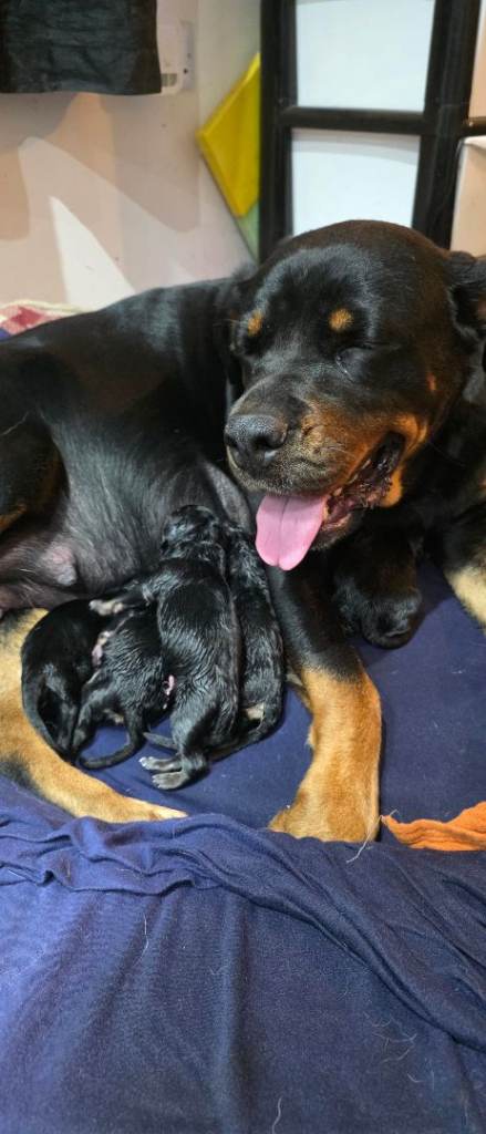 Rottweiler ×German Shepherd Puppies 