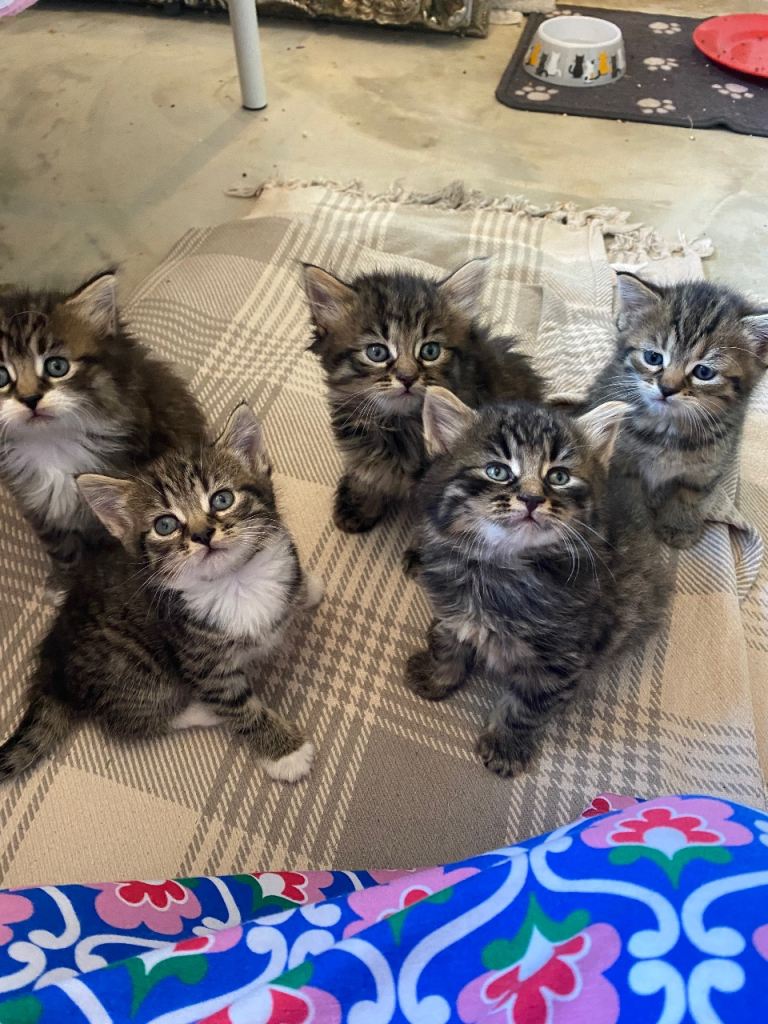 Beautiful Kittens for sale 