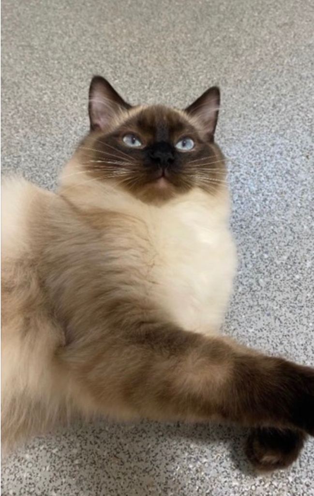 Ragdoll kitten needs to find new home