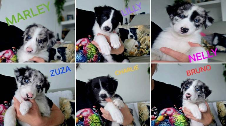 Beautiful Border Collie Puppies – Loving Forever Homes Wanted (DNA Tested Parents)