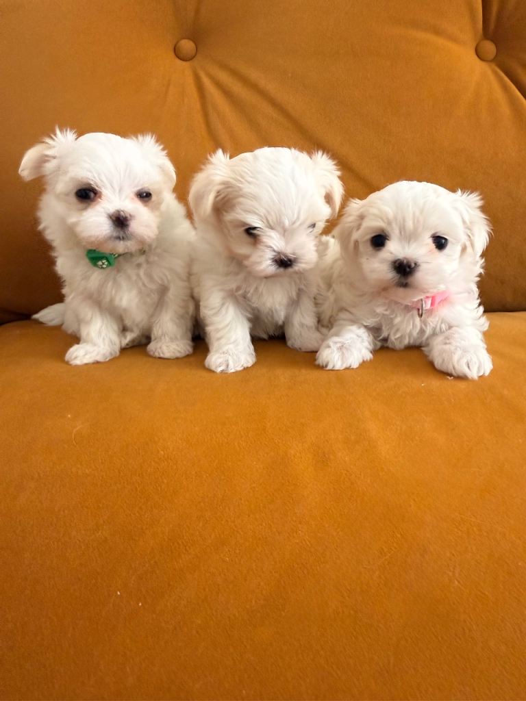 Beautiful Korean Maltese 