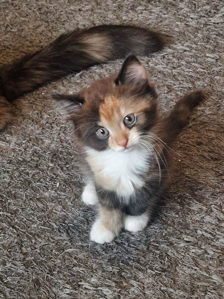 Beautiful sociable kittens