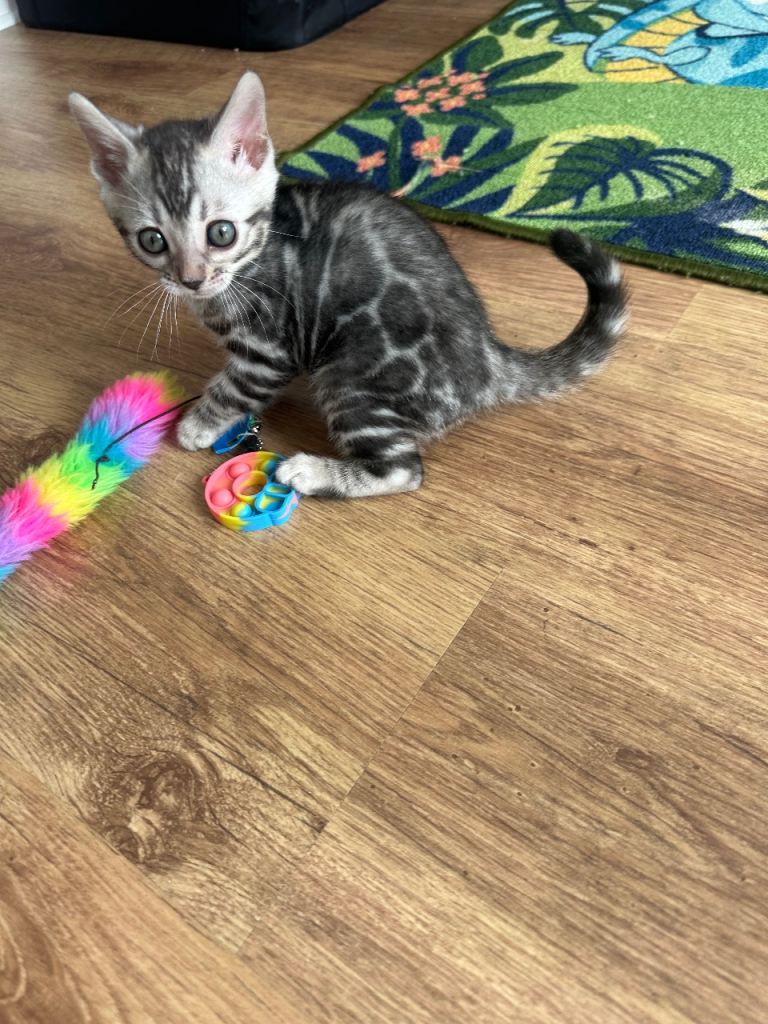 Bengal kittens 