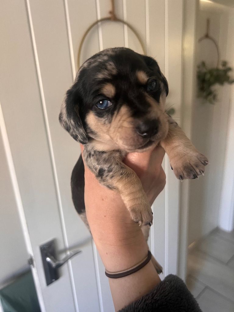 KC registered miniature dachshund 