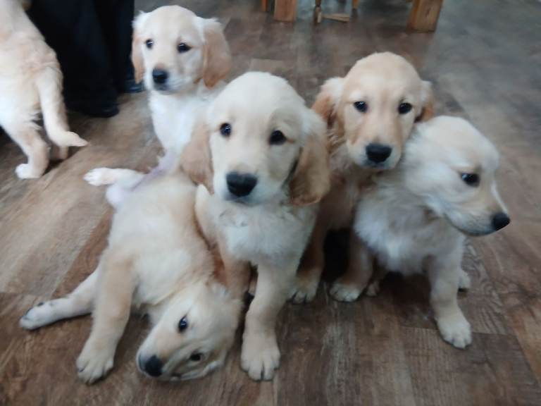 Ready to leave golden retriever 