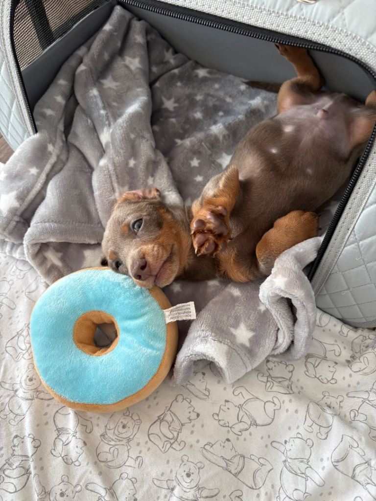 Miniature dachshund 