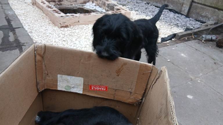 Gorgeous Cockapoo x puppies Ready for new homes