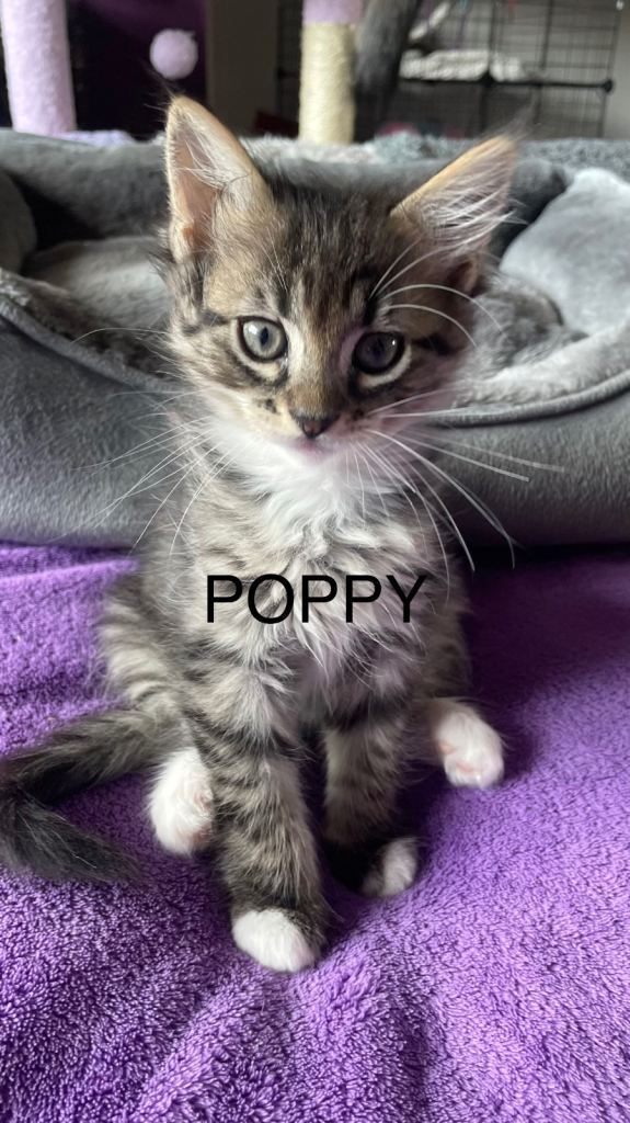 4 beautiful Maine coon kittens READY TO FIND NEW HOMES