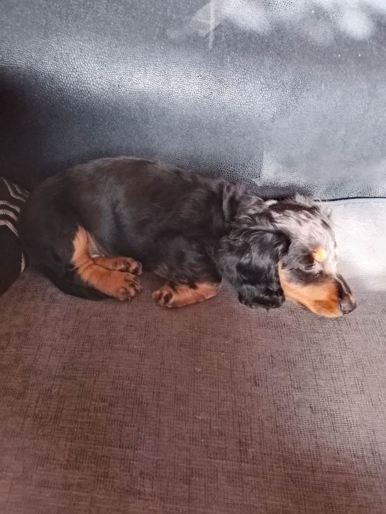 1 Miniature Dachshund (further reduced)£800
