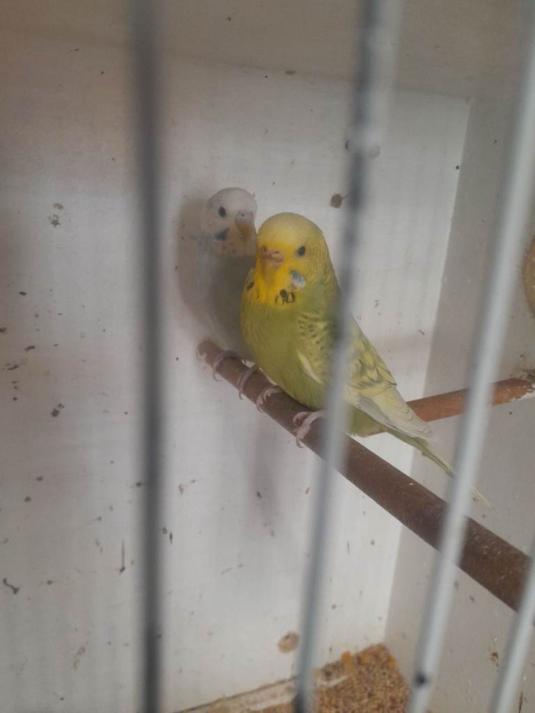 Budgies 