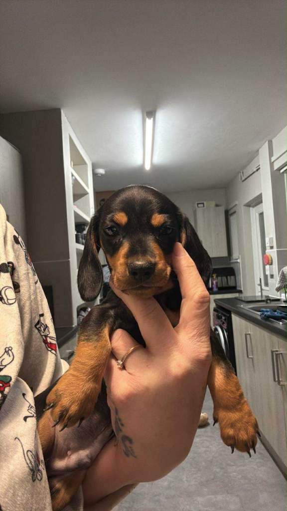 Male kc Miniature Dachshund