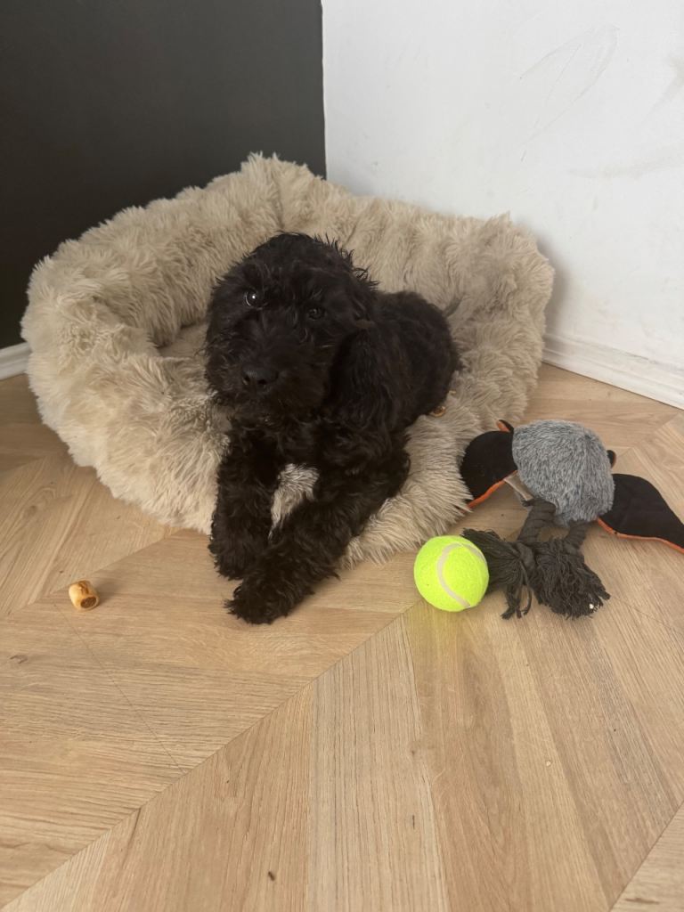 Cockapoo