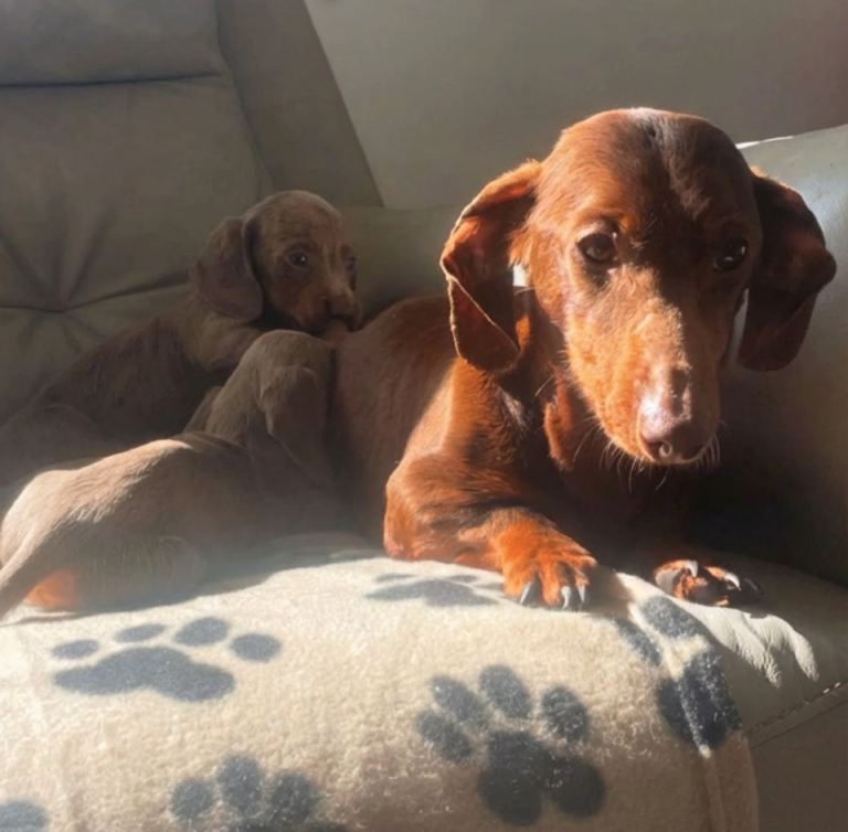 miniature dachshund puppy 