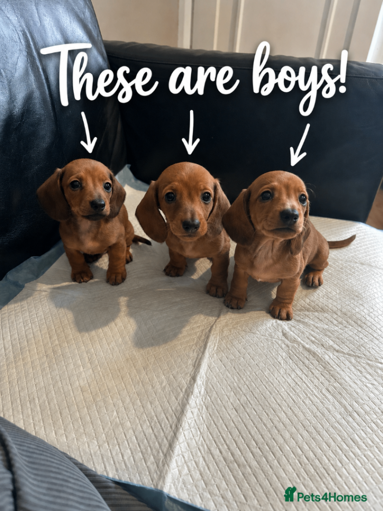 Beautiful little dachshund puppies 