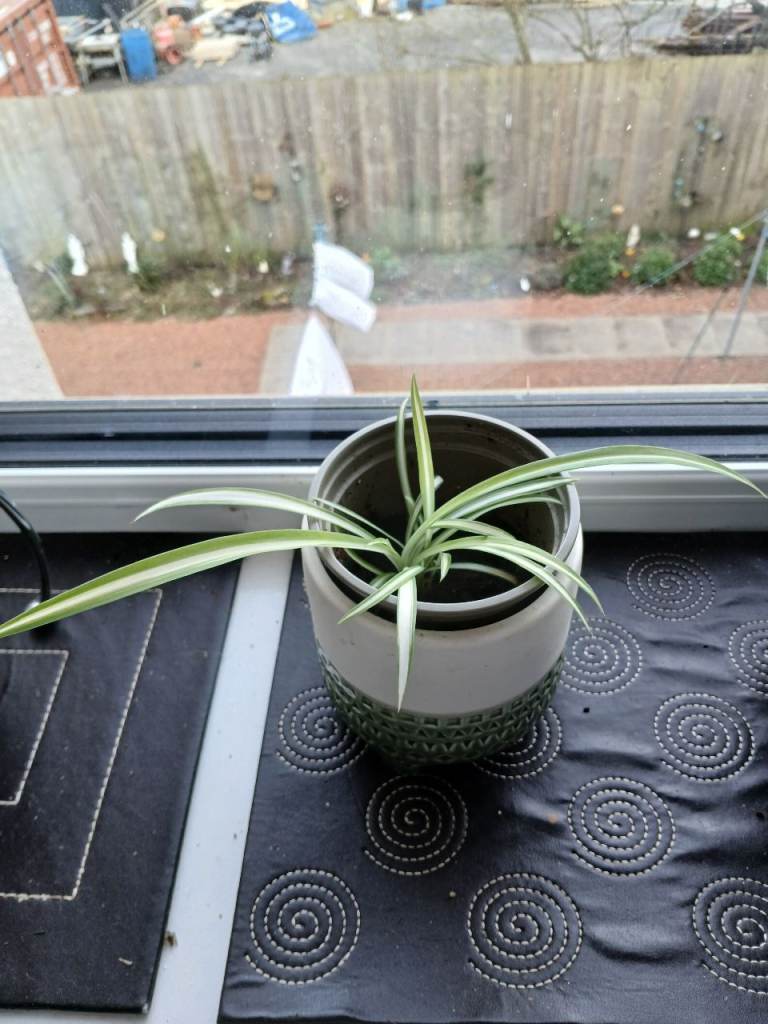 Spider plant