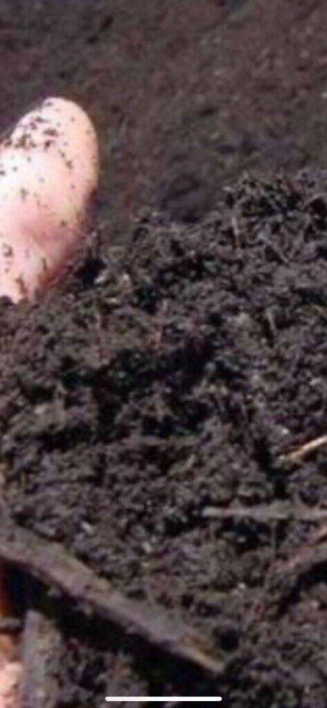 Organic Compost 