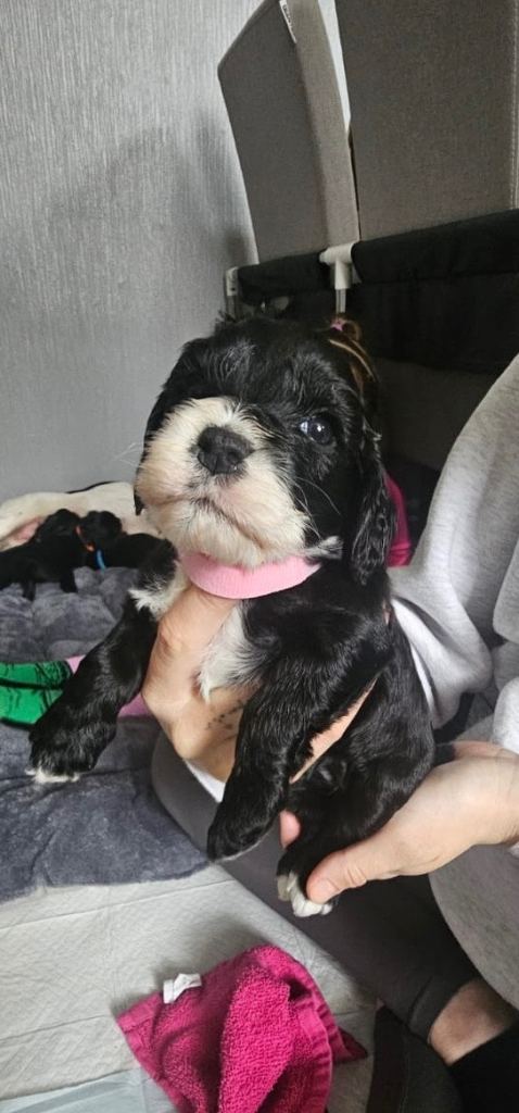 Cockapoo puppies for sale 