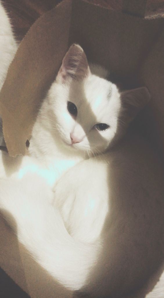 Beautiful cats and kittens for sale in Bradford.