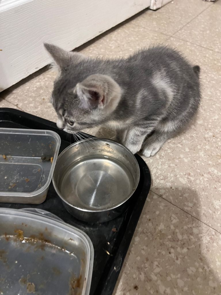 Kittens
