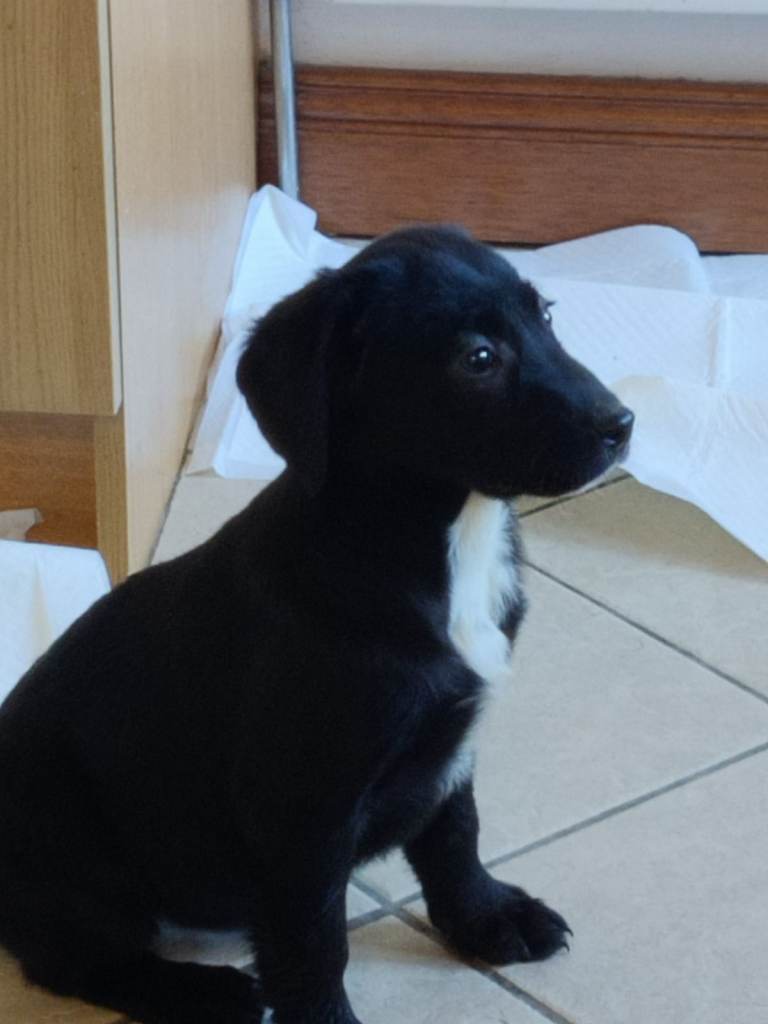 Black Springador puppies [Northern Ireland] [2F]