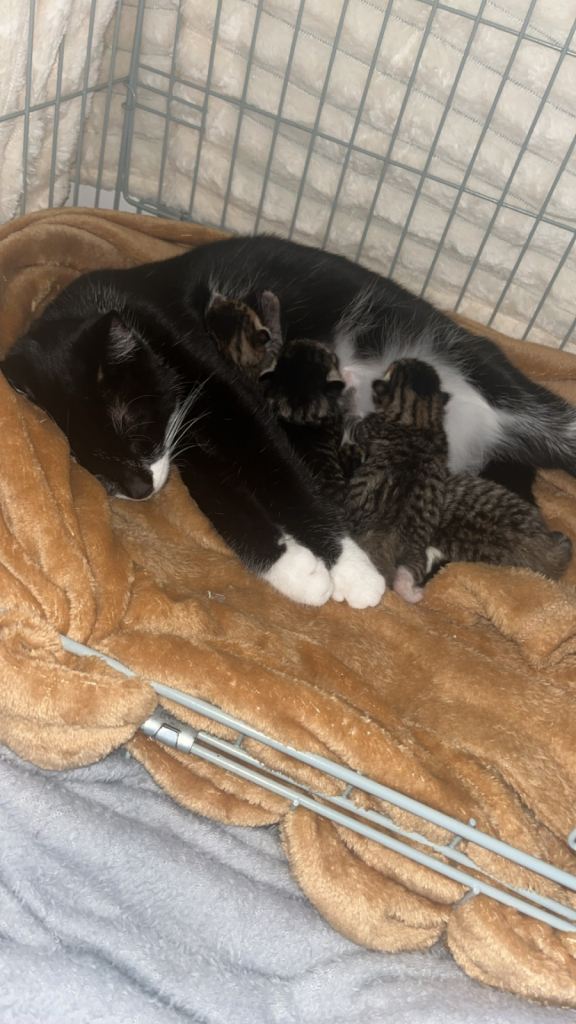 Tabby kittens 