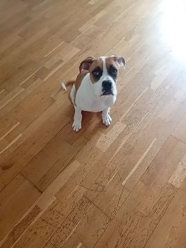 Boxer puppy