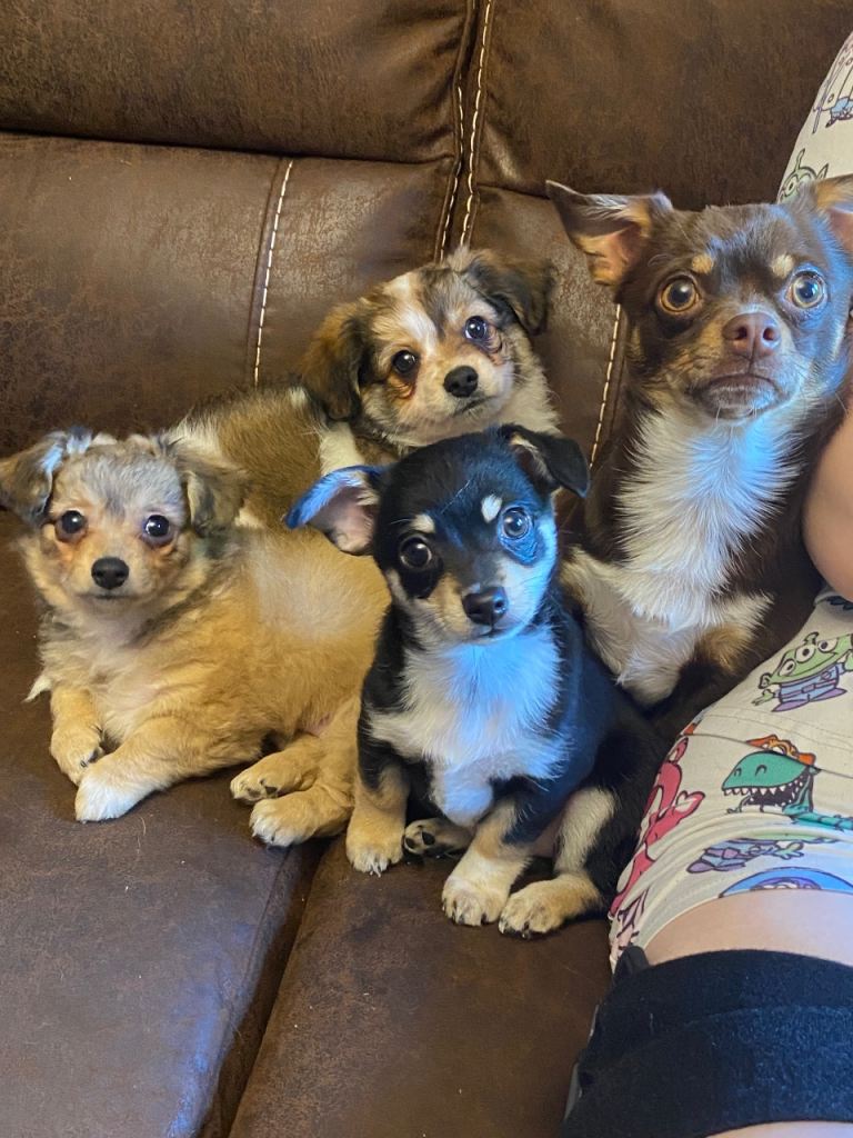 1 left 🐶READY! 8 Weeks old, tiny puppies  Gorgeous litter of toy breed pups🐶