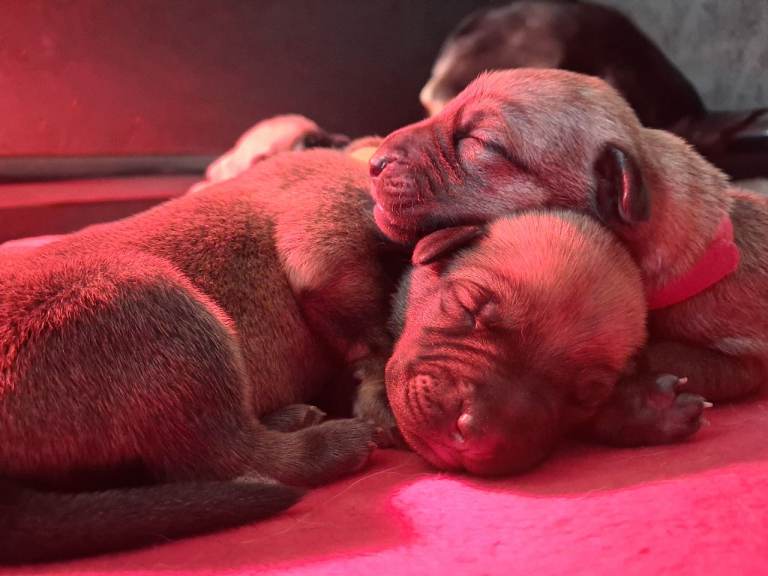 Belgian malinois / gsd x lurcher puppies availabie mid December!