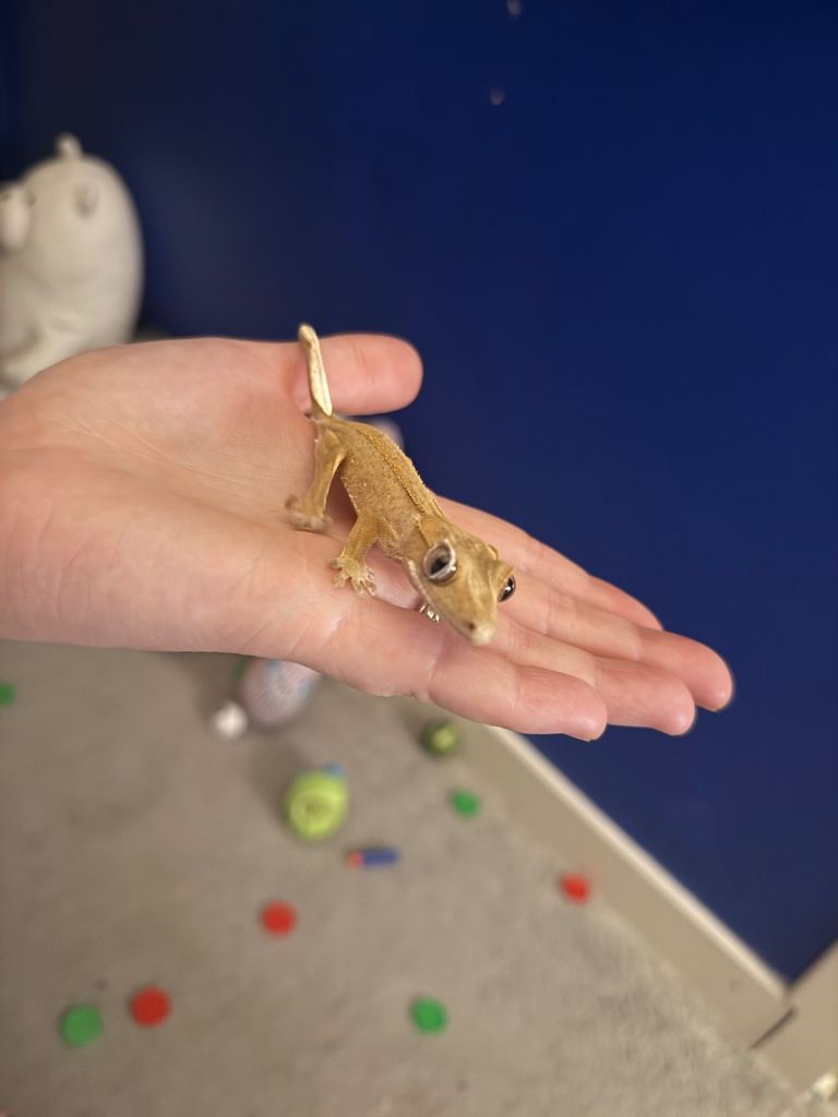 Geko for rehoming 