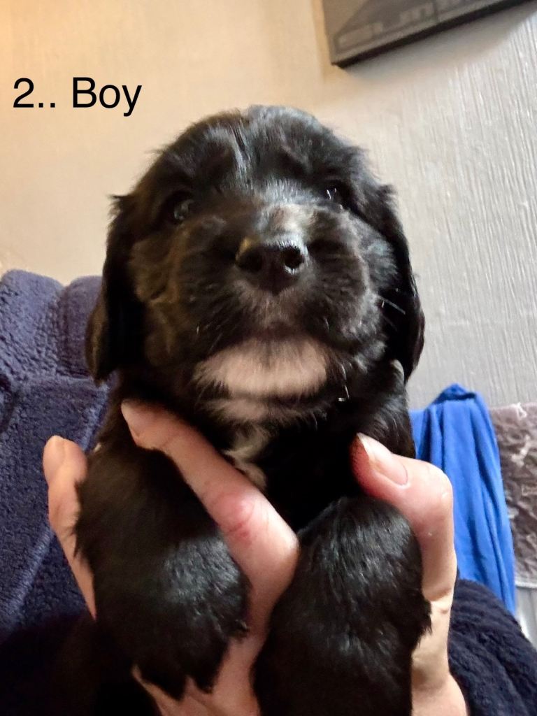 Cockapoo puppies.. update 1 boy available again 