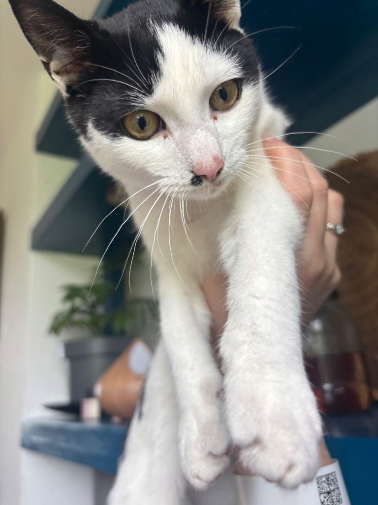 6 month old male kitten 