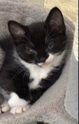 11 week kitten to be rehomed