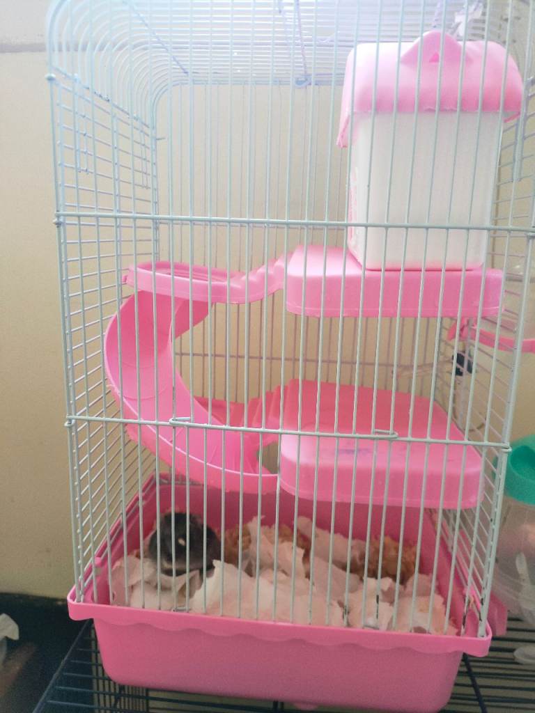 Hamster cage 