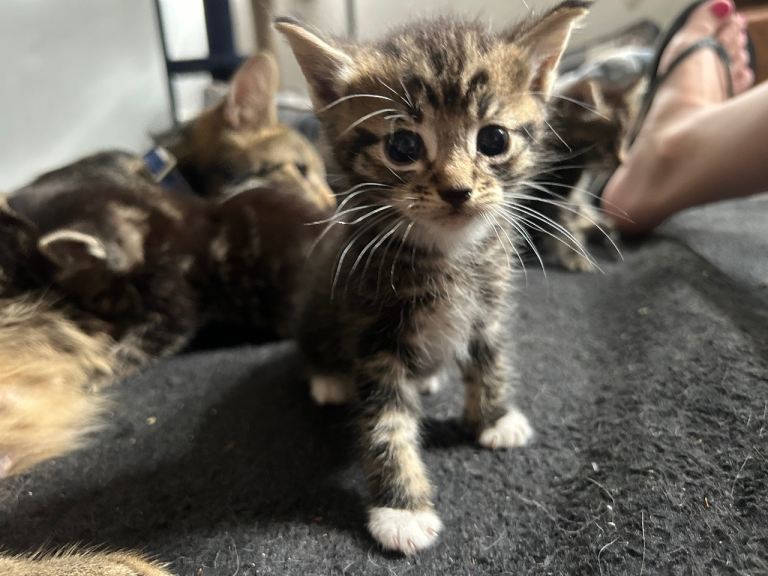 2 male tabbys mixed with 25% bengal 