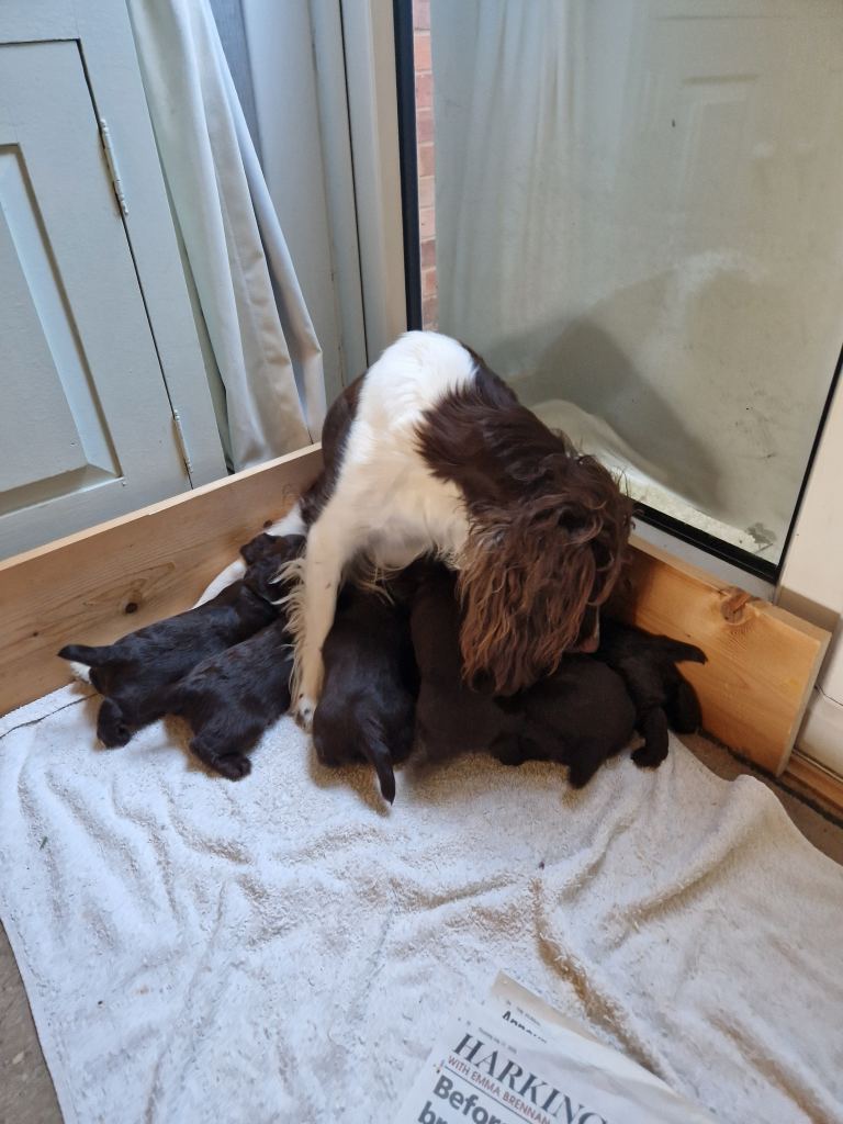 Sprocker puppys