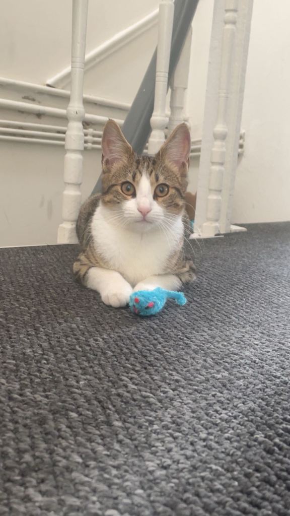 Cats (mother and daughter) looking for good home 