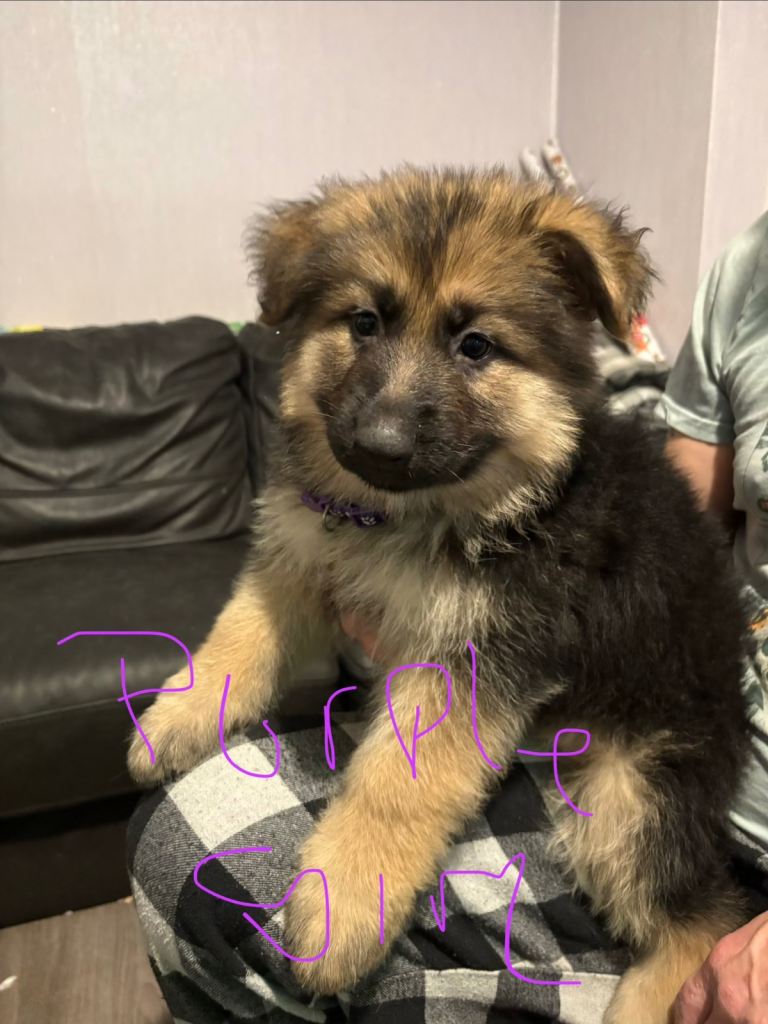 4 stunning German shepherd pups left ready now