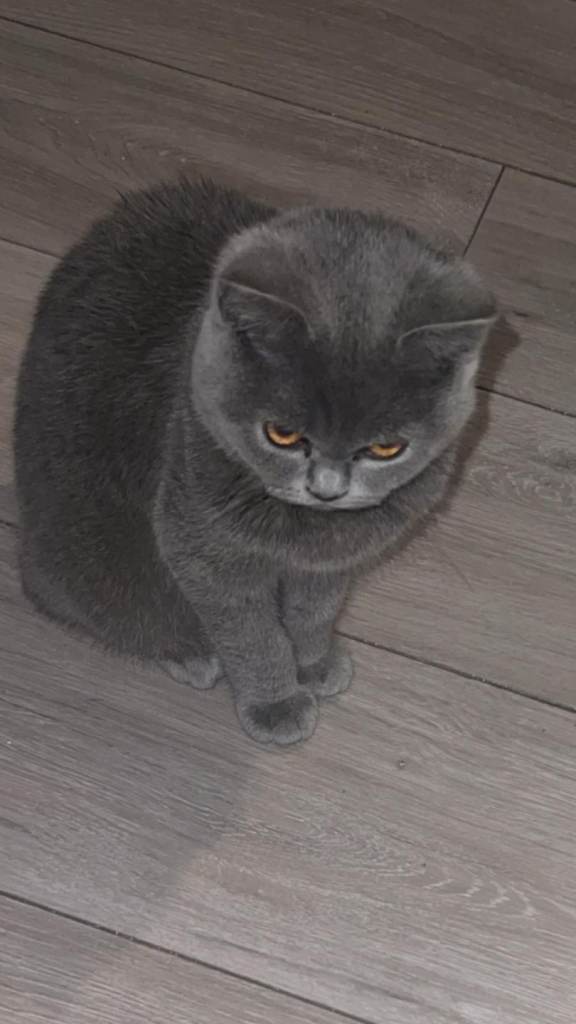 15 Weeks Old British Shorthair Female Kitten